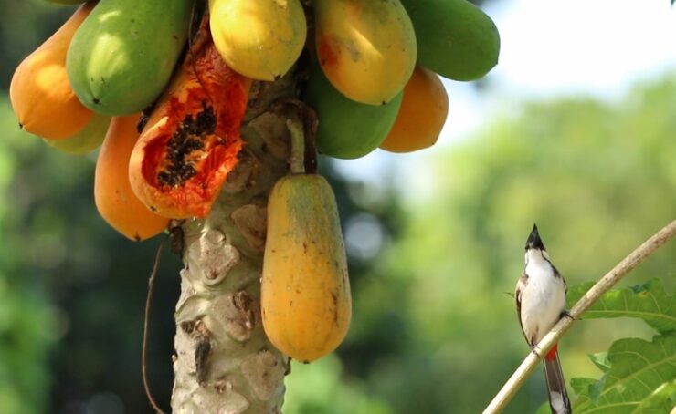 papaya origins